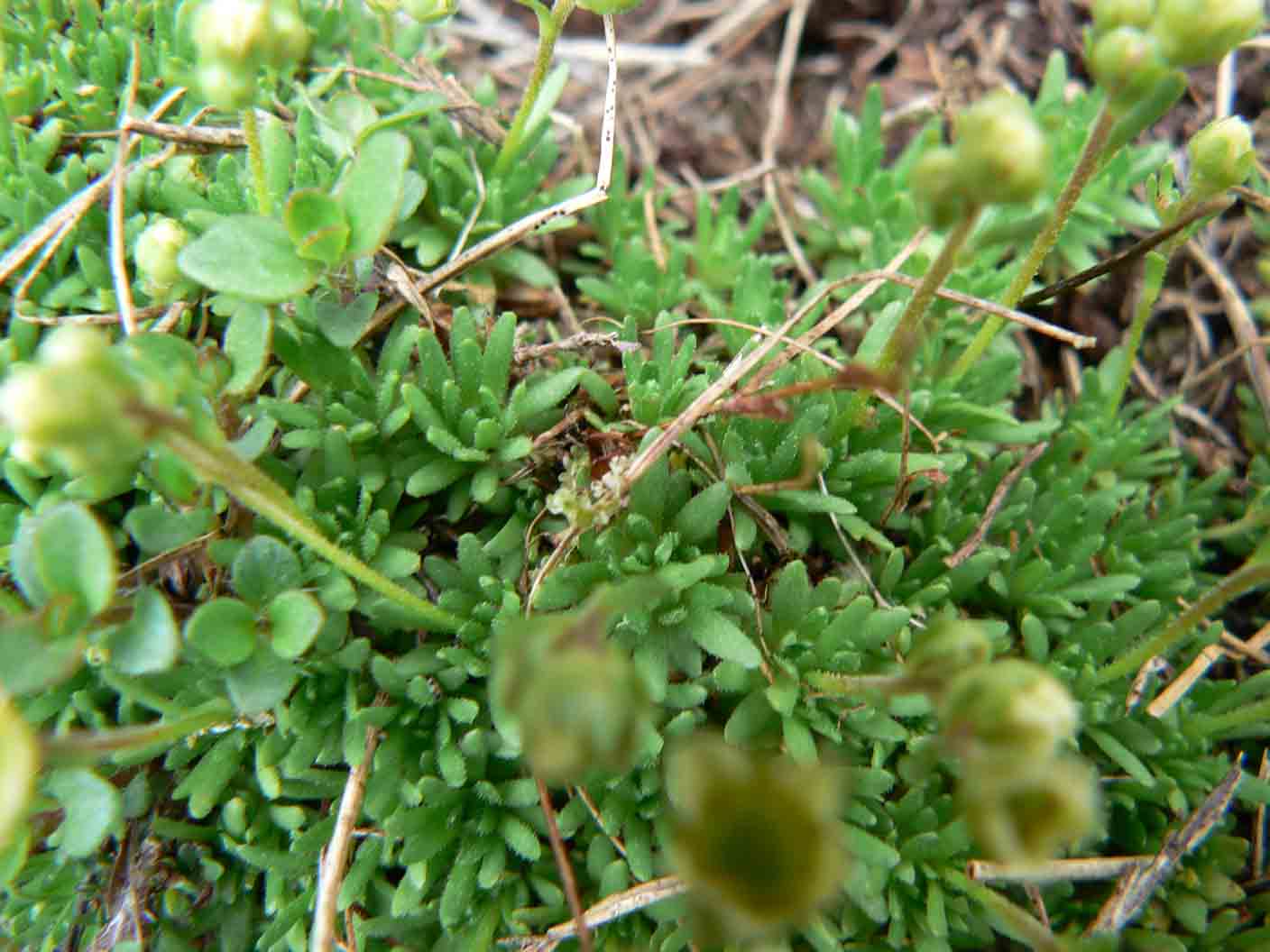 Saxifraga exarata subsp. moschata / Sassifraga muschiata